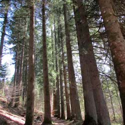 Douglas Fir
